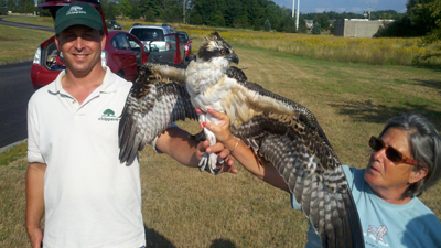 Chip right before release with Tim Bergquist of Chippers Tree Service and Liz Hager. Liz and her husband Dennis were the winning bidders on an auction item at the Squam Lakes Natural Science Center’s 2012 Saturday Night WILD Gala Event. They got to spend two days with Rob Bierregaard and Iain MacLeod. After having no success at another nest on August 1, their patience was rewarded with the chance to help tag Chip and Jill.